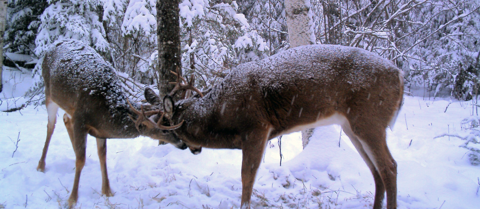 Deer Hunting Sunset Country, Ontario, Canada