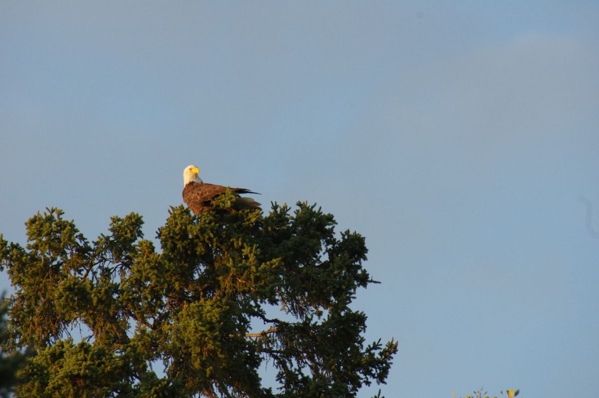 bald eagles are everywhere in Sunset Country