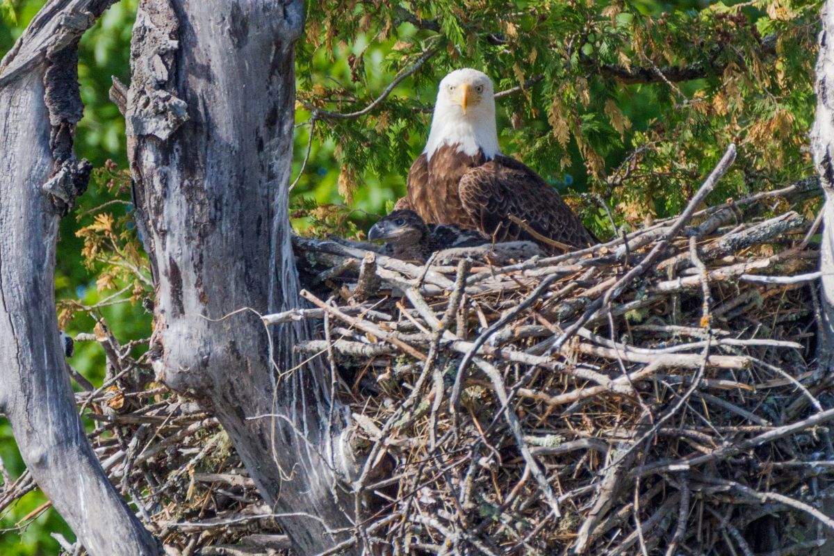 Bald Eagle and its young