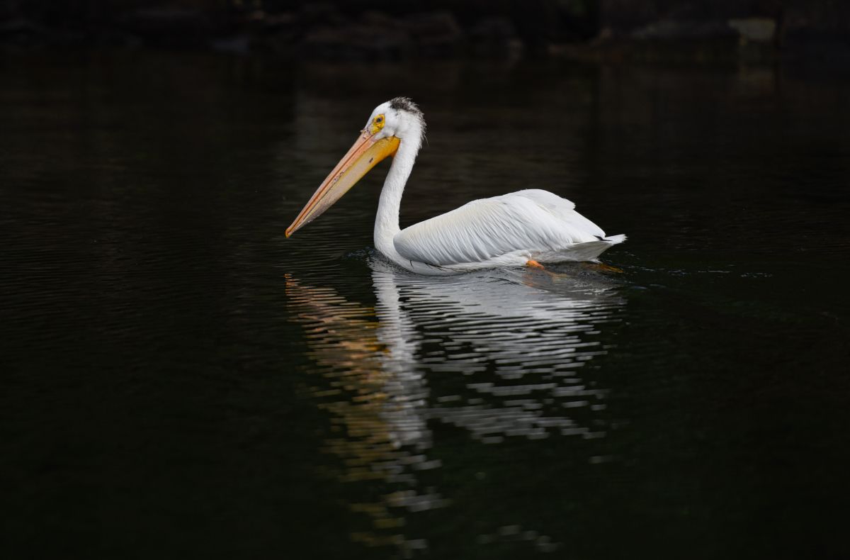 Pelican on Lake of the Woods