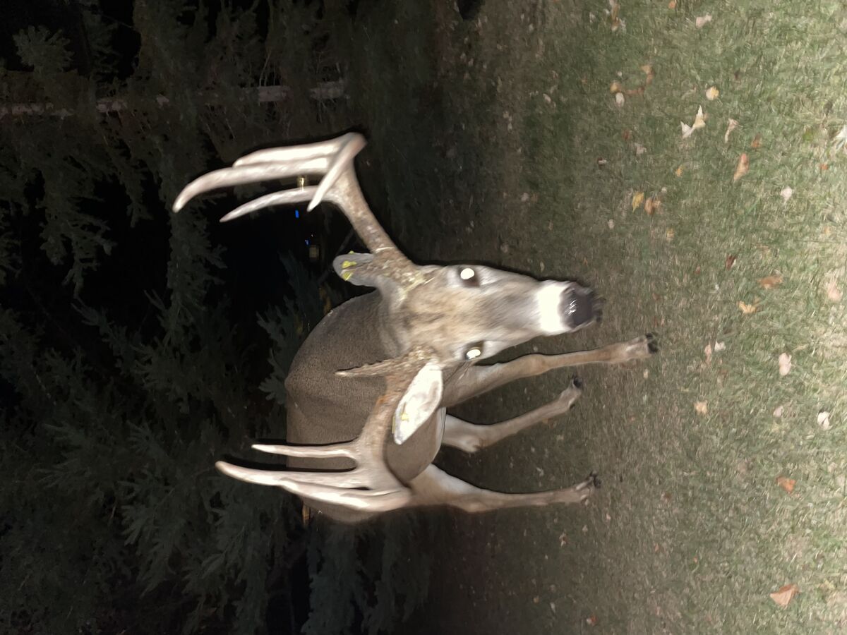 Large whitetail deer.