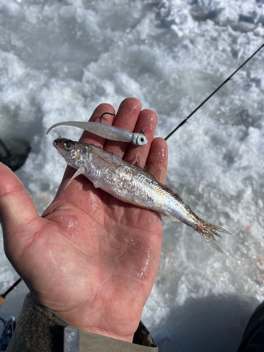 Jig and a plastic minnow are great to use when fishing for lake trout.
