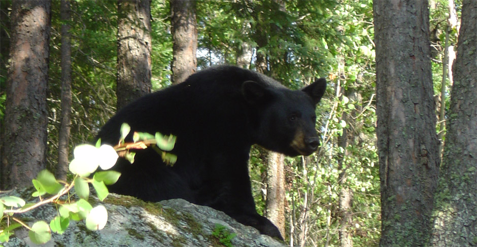 Bear Hunting at Howey Bay Resort on Red Lake
