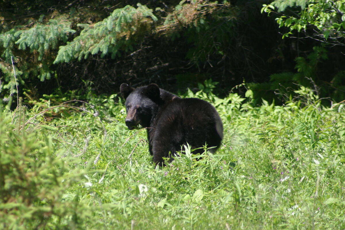 Bear hunting trips 