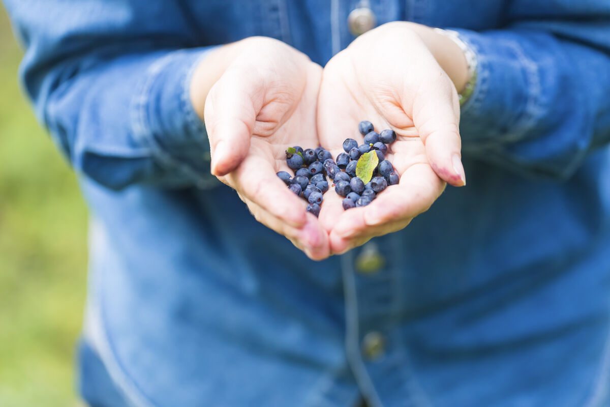 The Sioux Lookout Blueberry Festival is held every July.