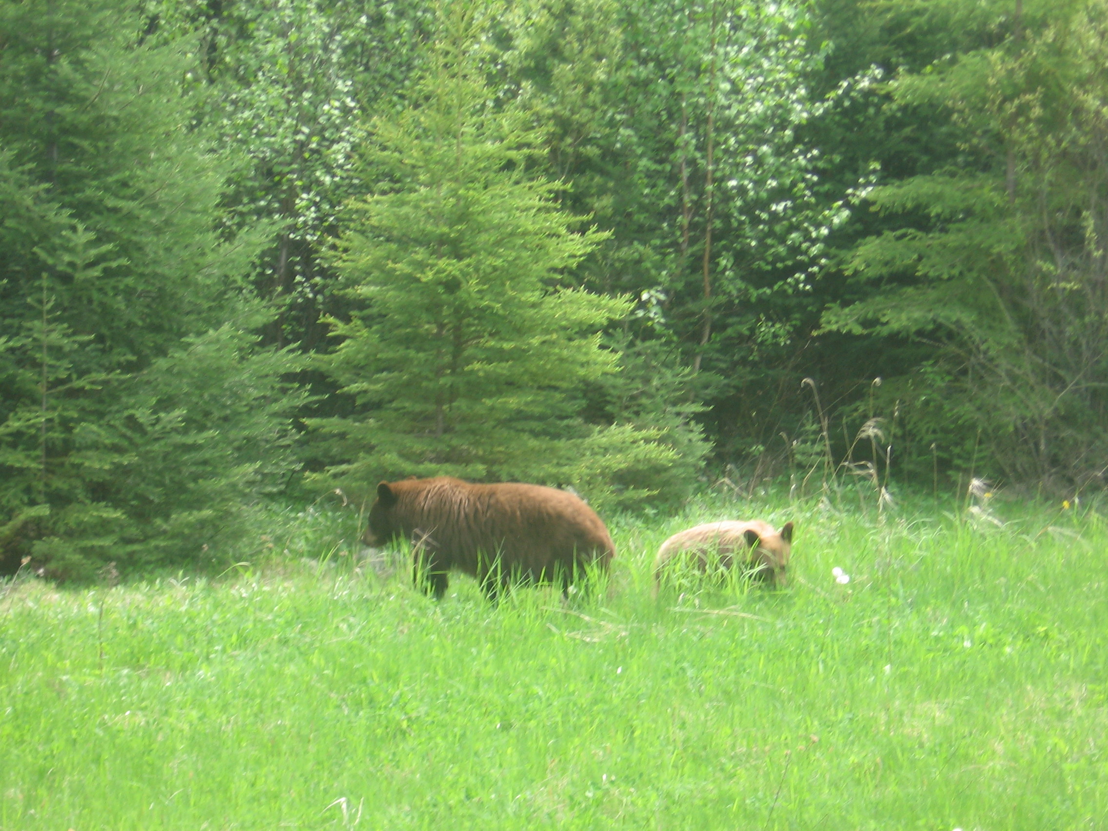 Black bear sow with cubs