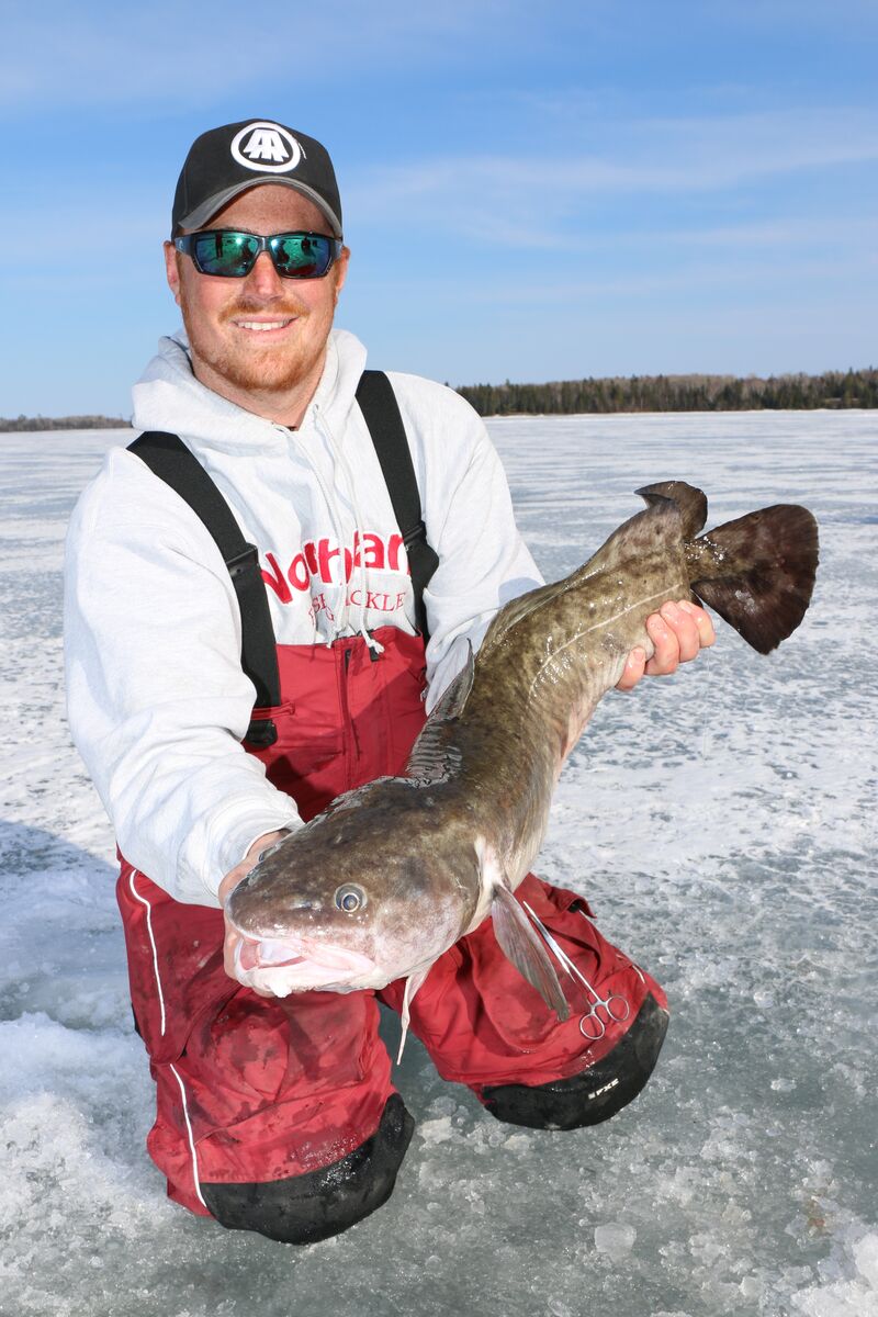 Catch burbot - also called eelpout and ling, through the ice in Sunset Country, Ontario, Canada.