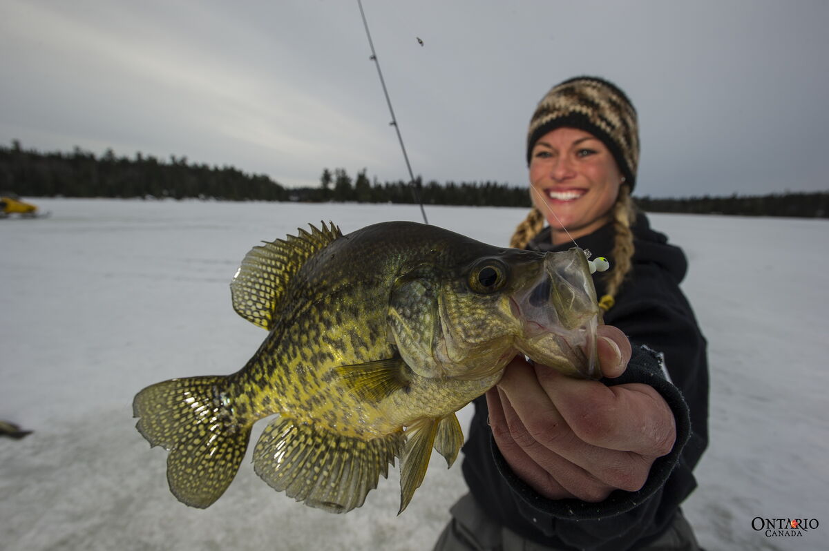 Black crappie are a taste sensation