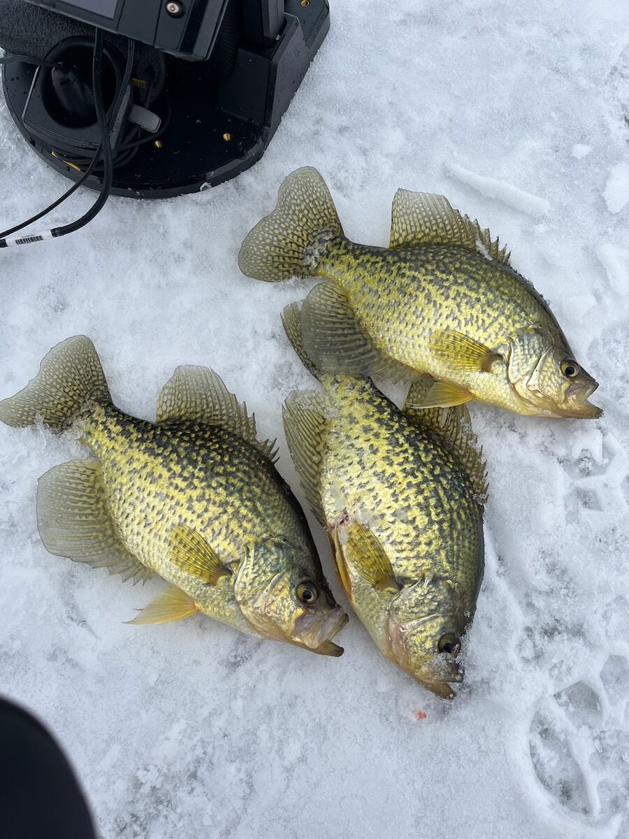 Crappies are easy to catch through the ice.