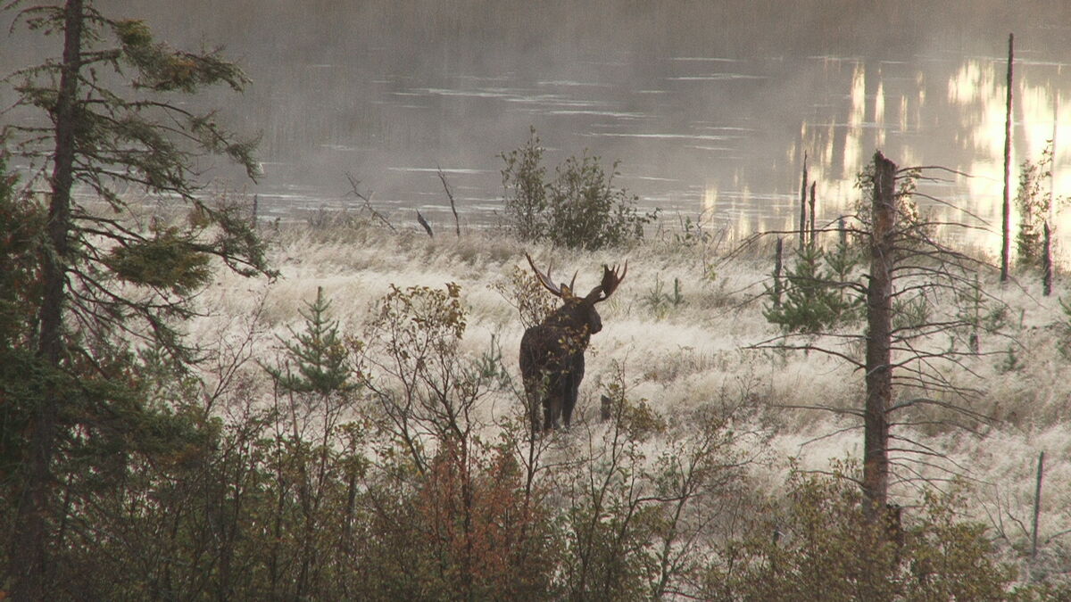 Moose hunting in Ontario, Canada.