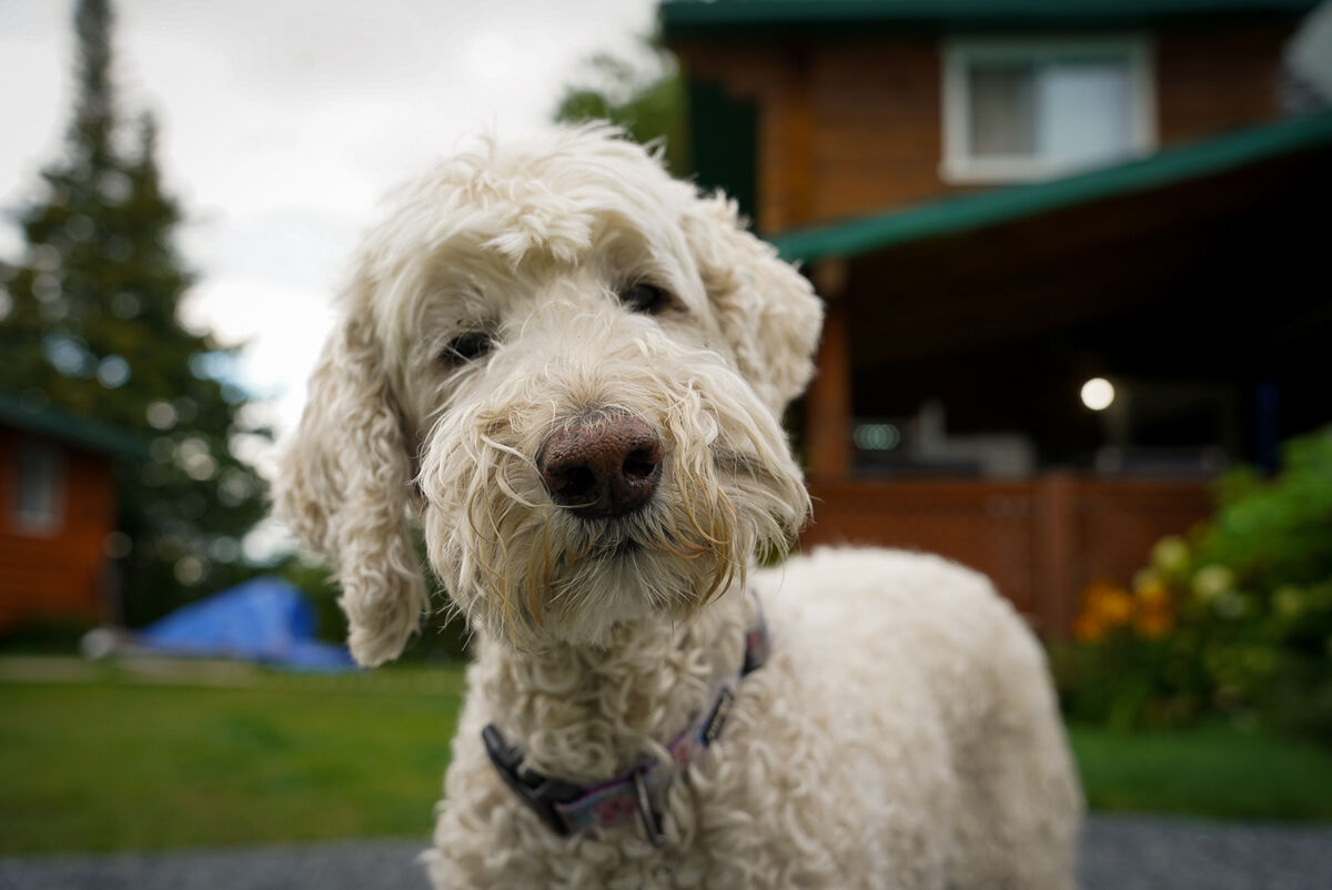 pet friendly lodging in Ontario