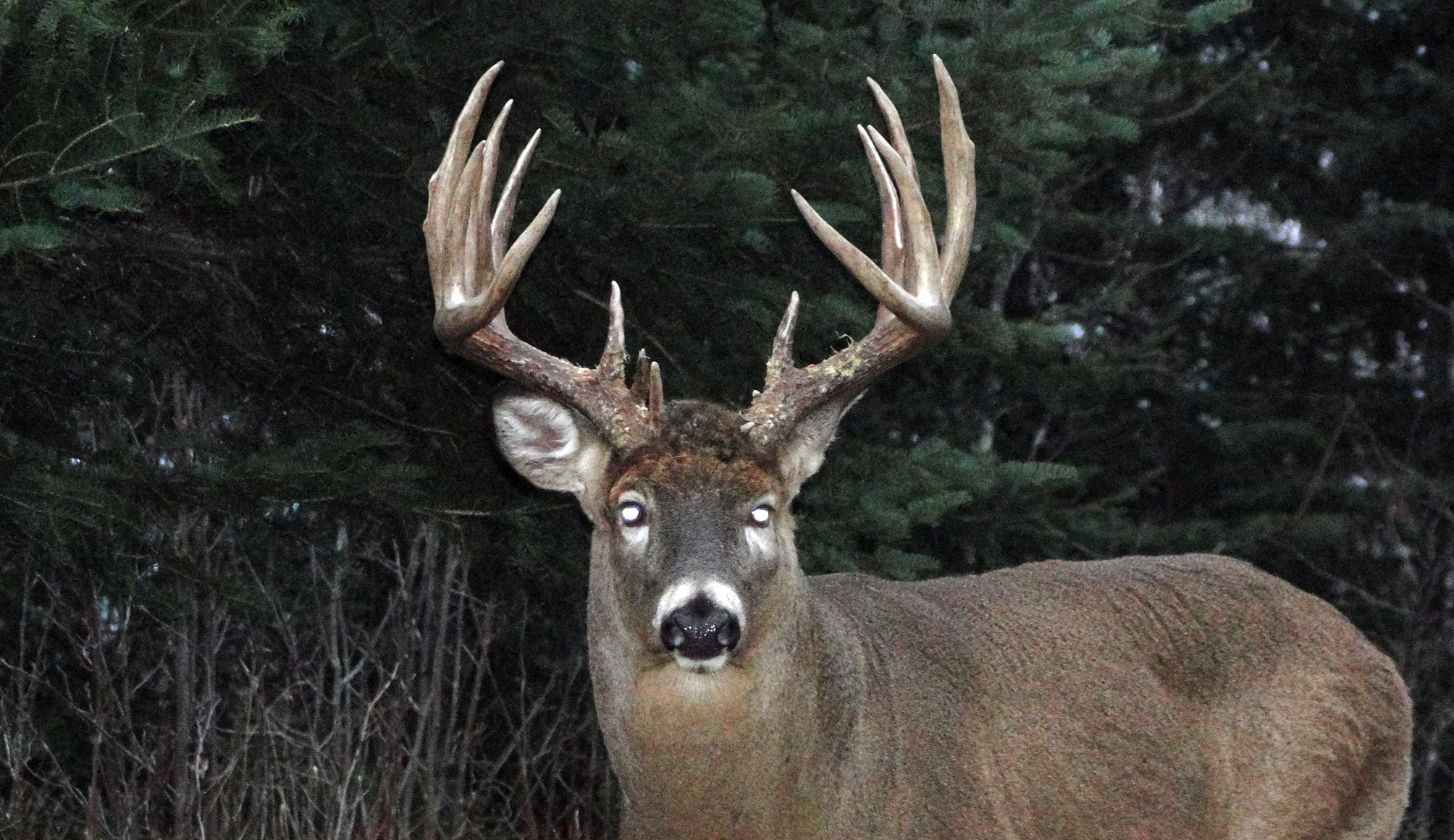 Giant whitetail deer