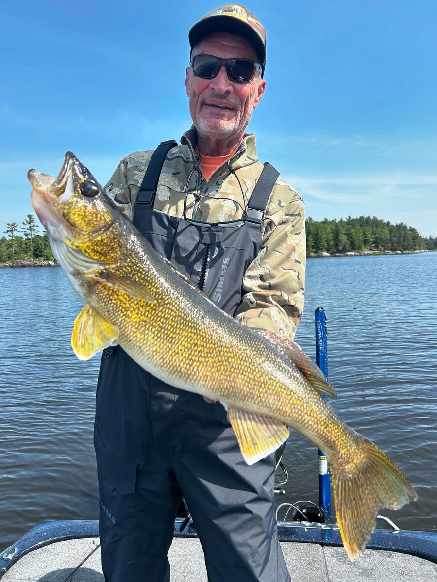 Giant walleye caught at Sunset Country Outfitters on Rainy Lake in Canada.