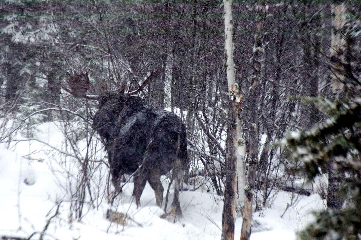 Moose seen near Sioux Lookout, Ontario.
