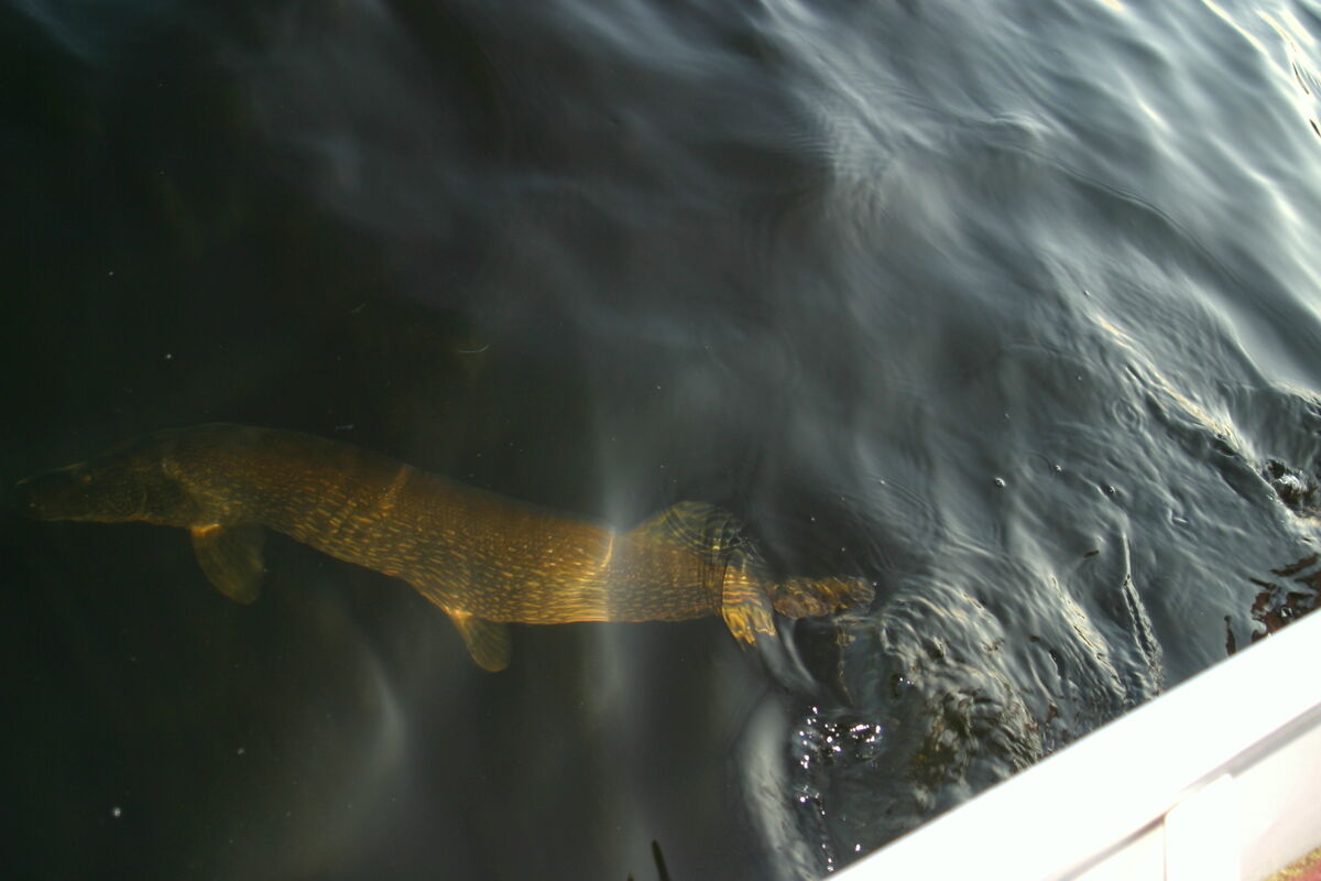 Big pike will attempt to breed with muskies, success means a tiger muskie!