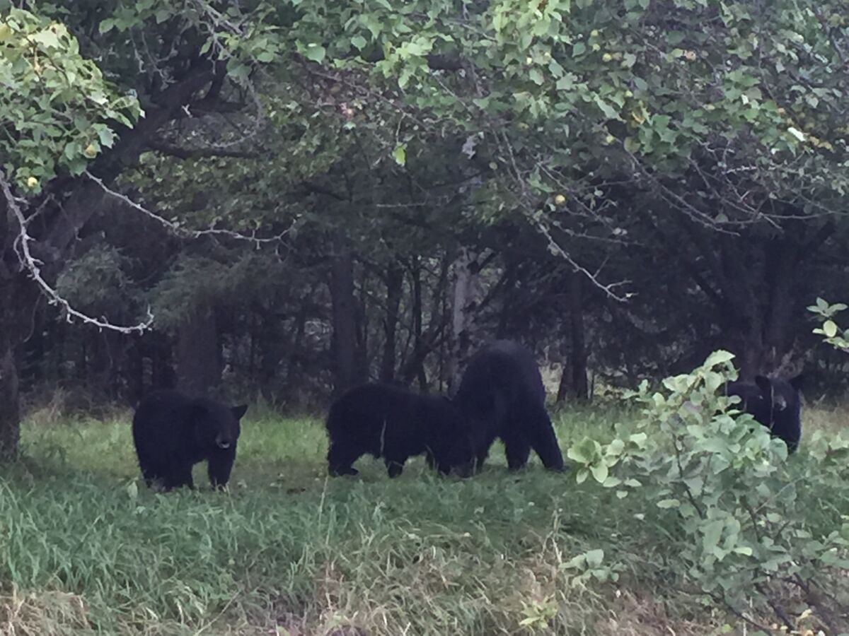 Lots of black bears in Sunset Country