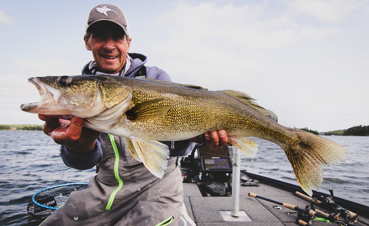 A beautiful Sunset Country walleye