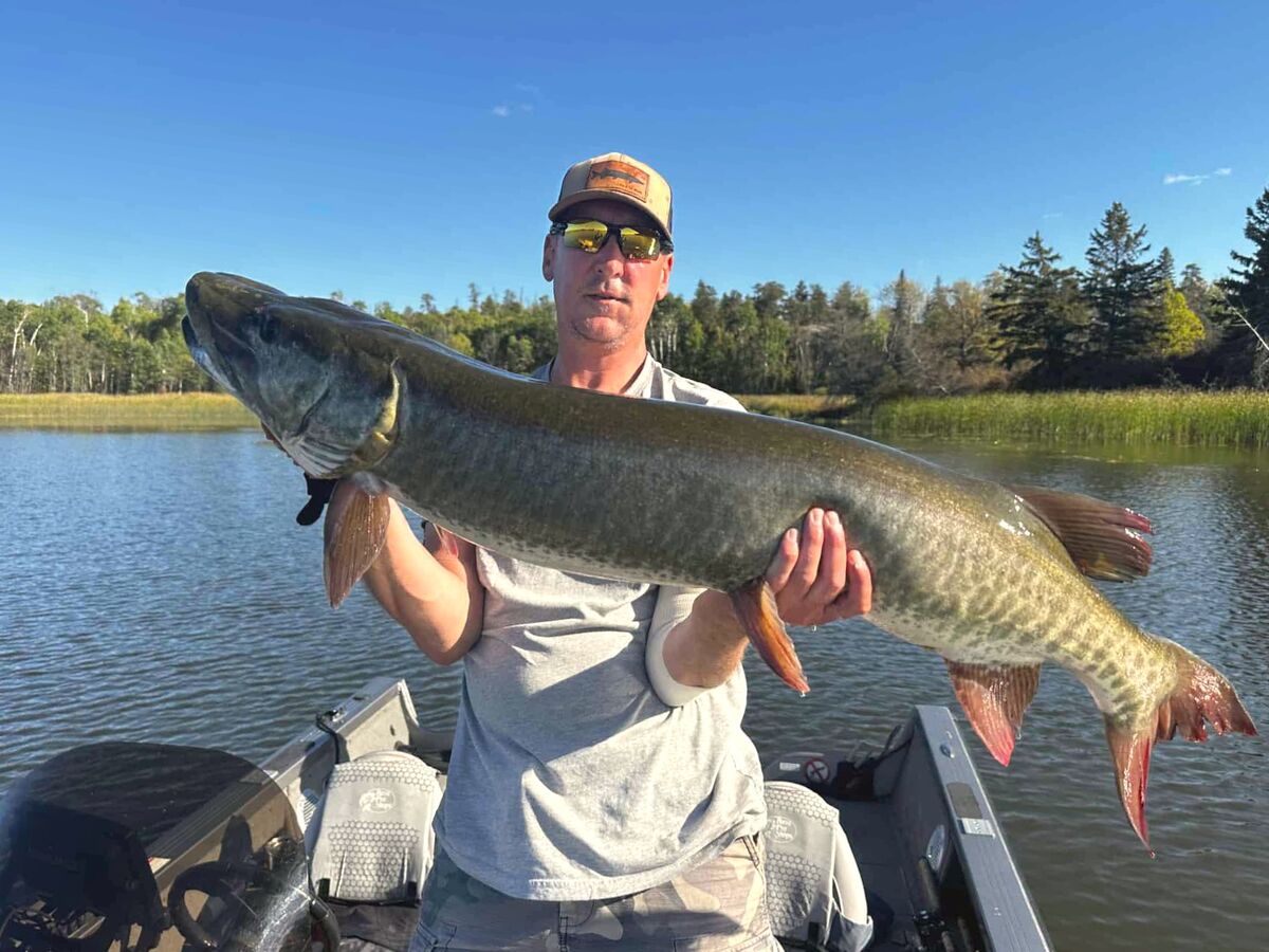 A big Lake of the Woods muskie caught at King Island Lodge on Sabaskong Bay.