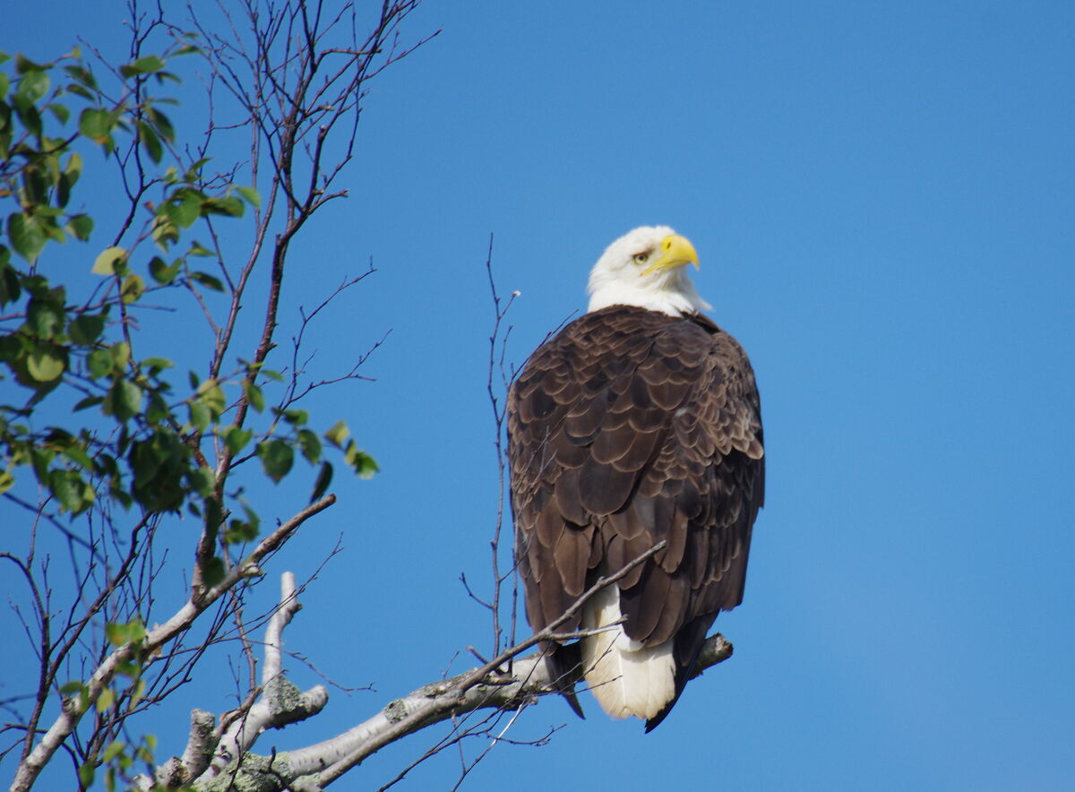 The bald eagle can be seen everywhere in Sunset Country