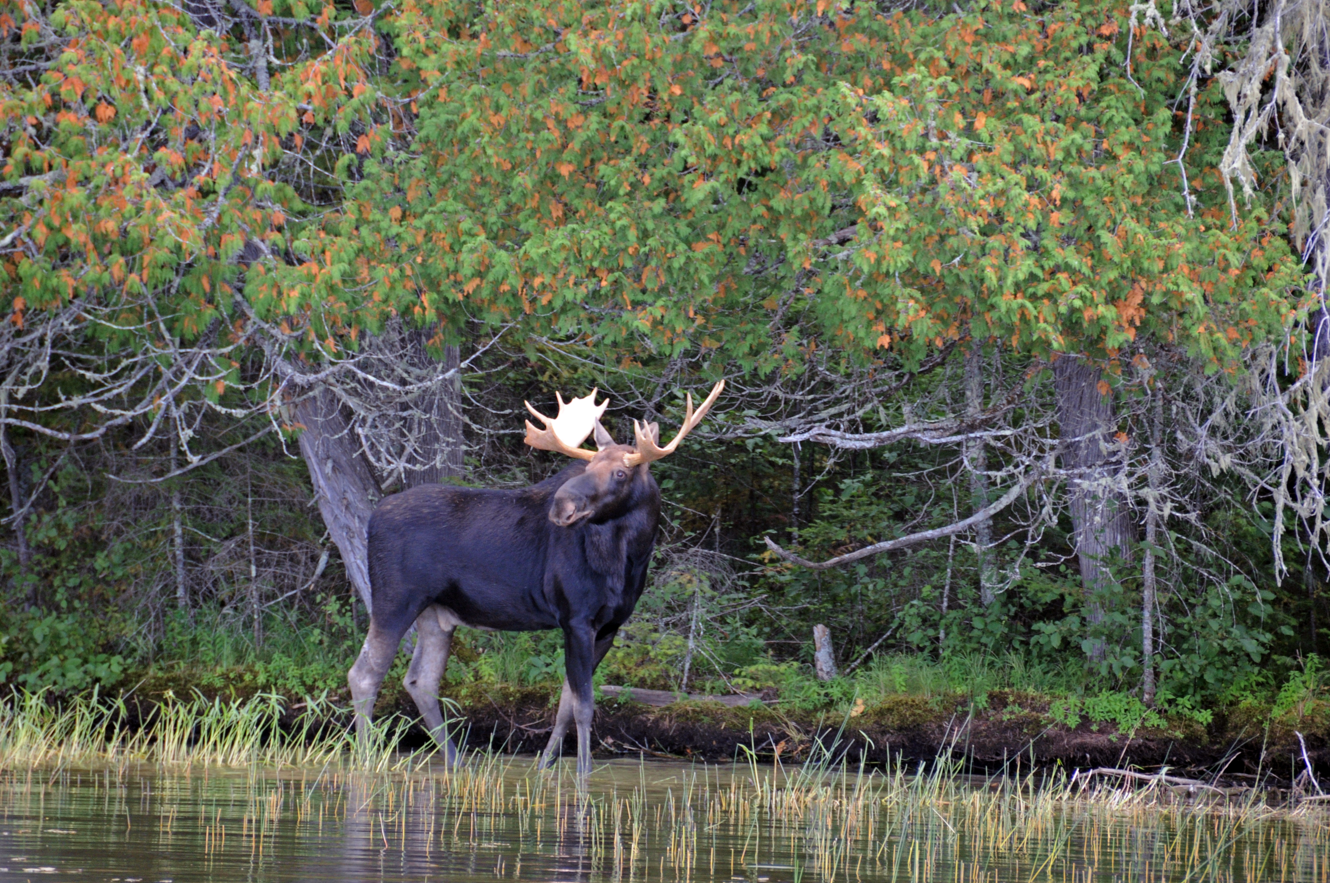 Woodland moose