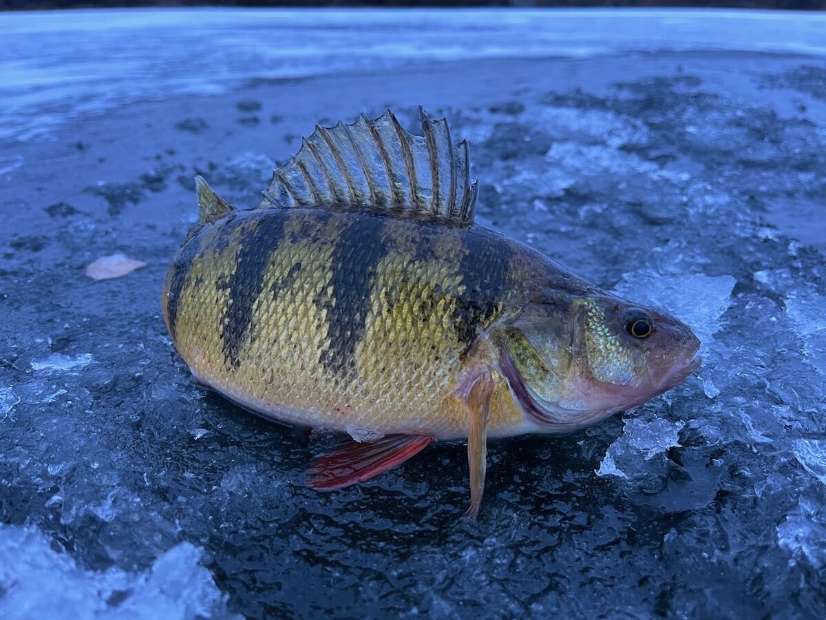 Nice perch can often been found when fishing for walleye.