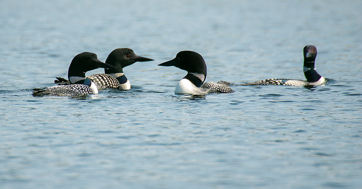 Hearing the call of  a common loon is a defining sound of the Canadian camping experience.