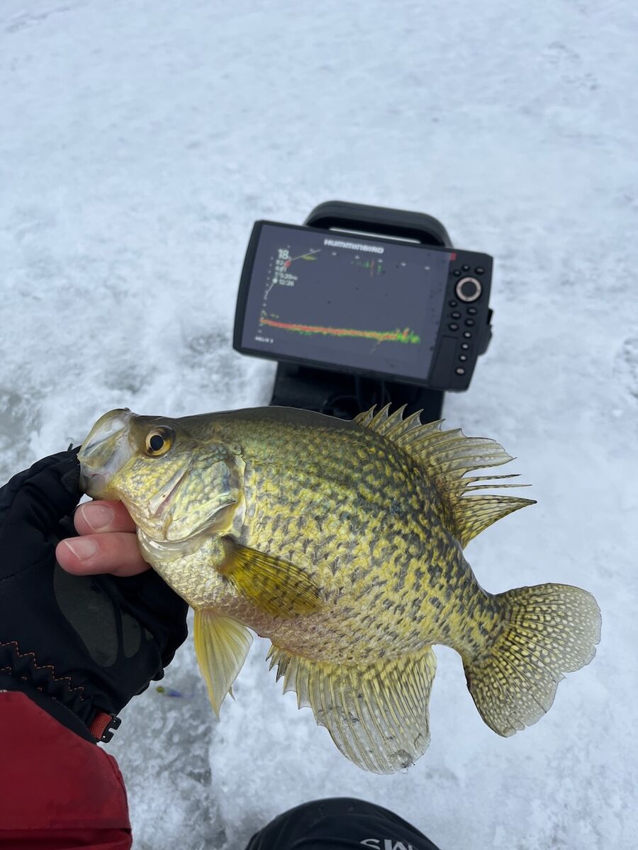 Small jigs tipped with a minnow head work great for black crappie.