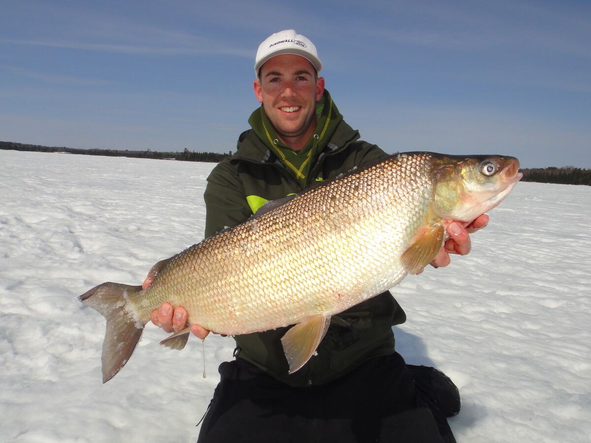 Big whitefish caught ice fishing in Ontario's Sunset Country, Canada.