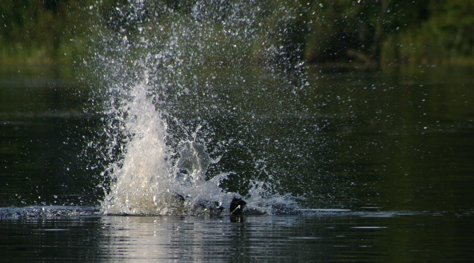 beavers splash their tails as a warning to other beavers people are nearby.