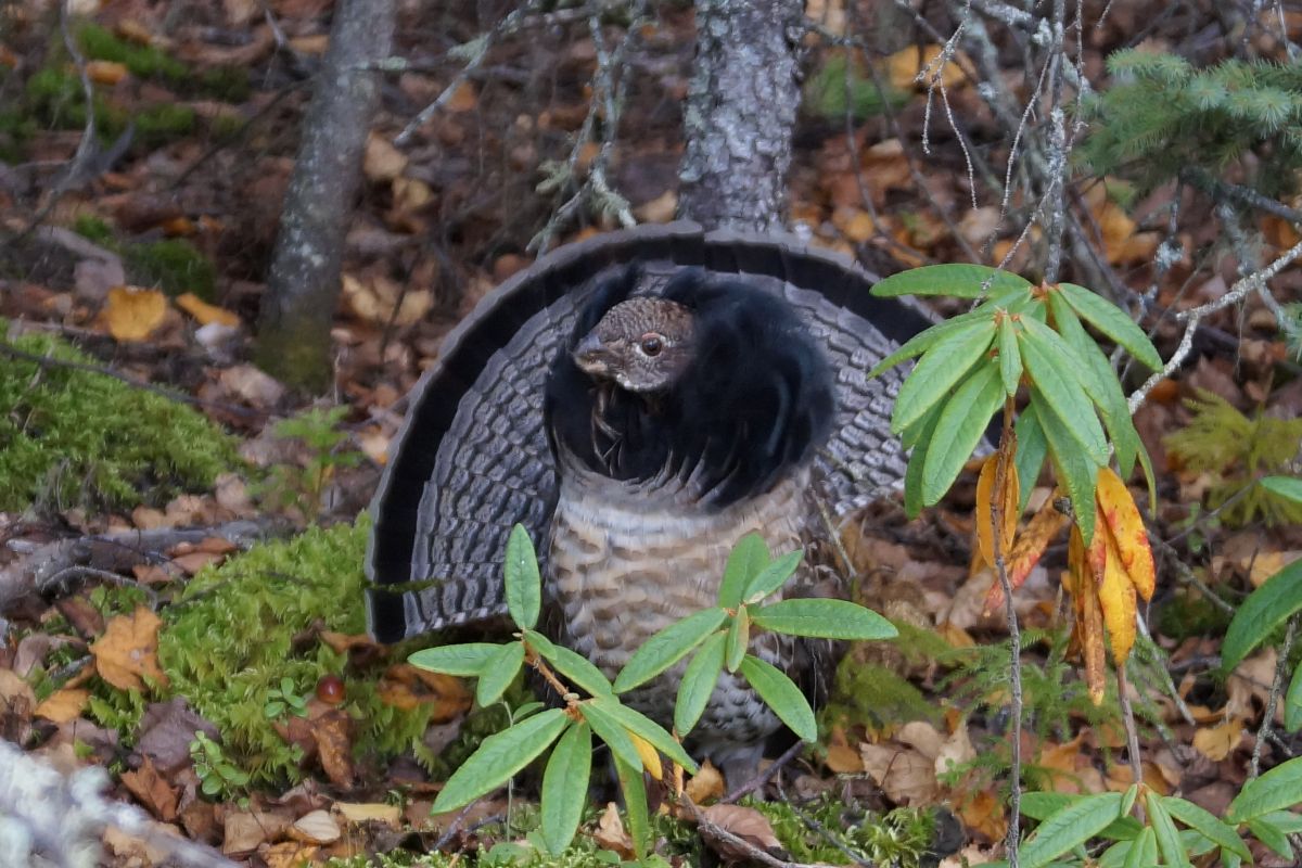 Grouse Hunting in Ontario's Sunset Country