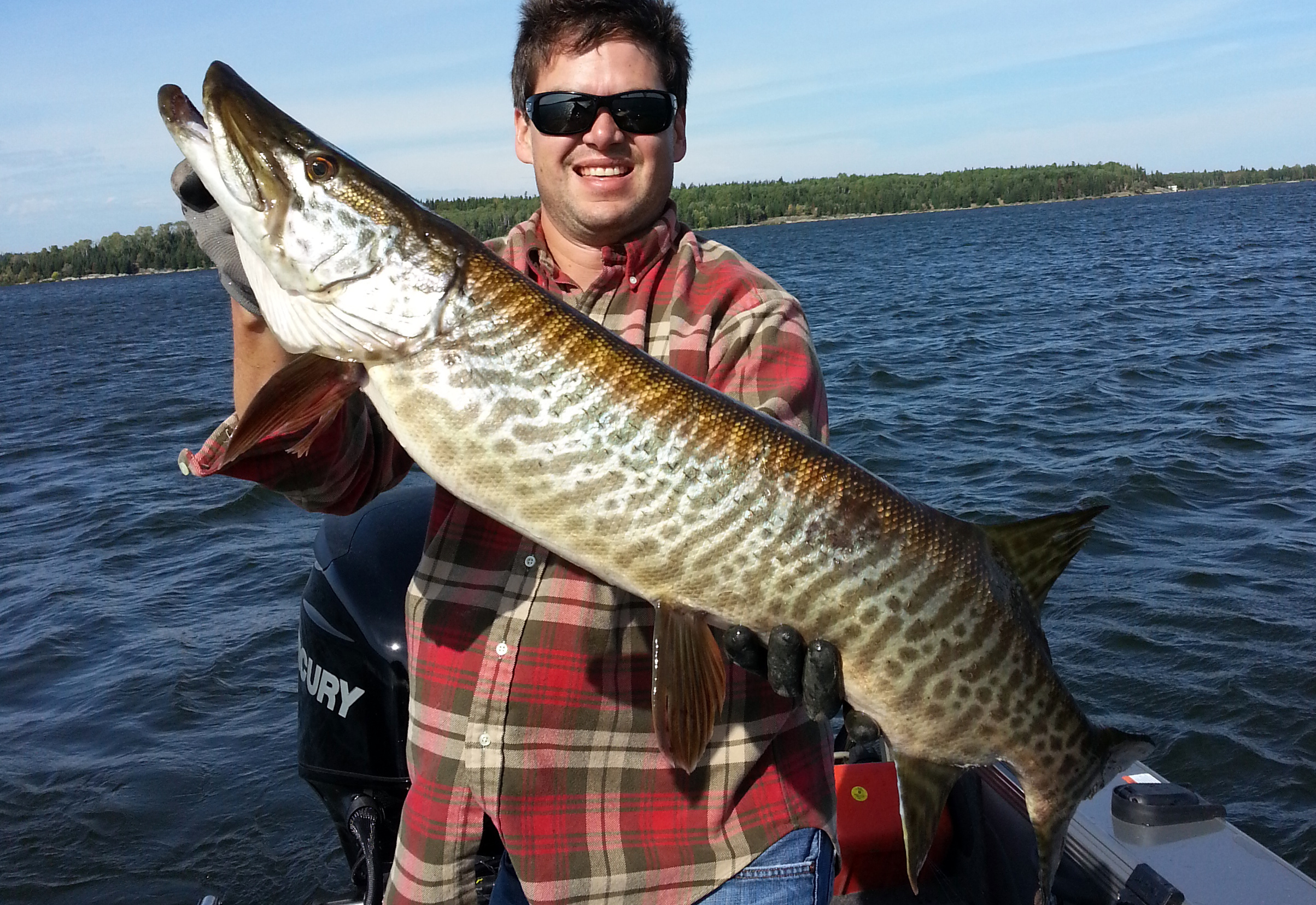 There is a good population of tiger muskies in Sunset Country.