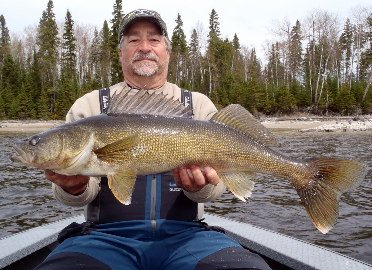 Ray caught this 30.75" walleye opening week at Silver Water Wheel Lodge