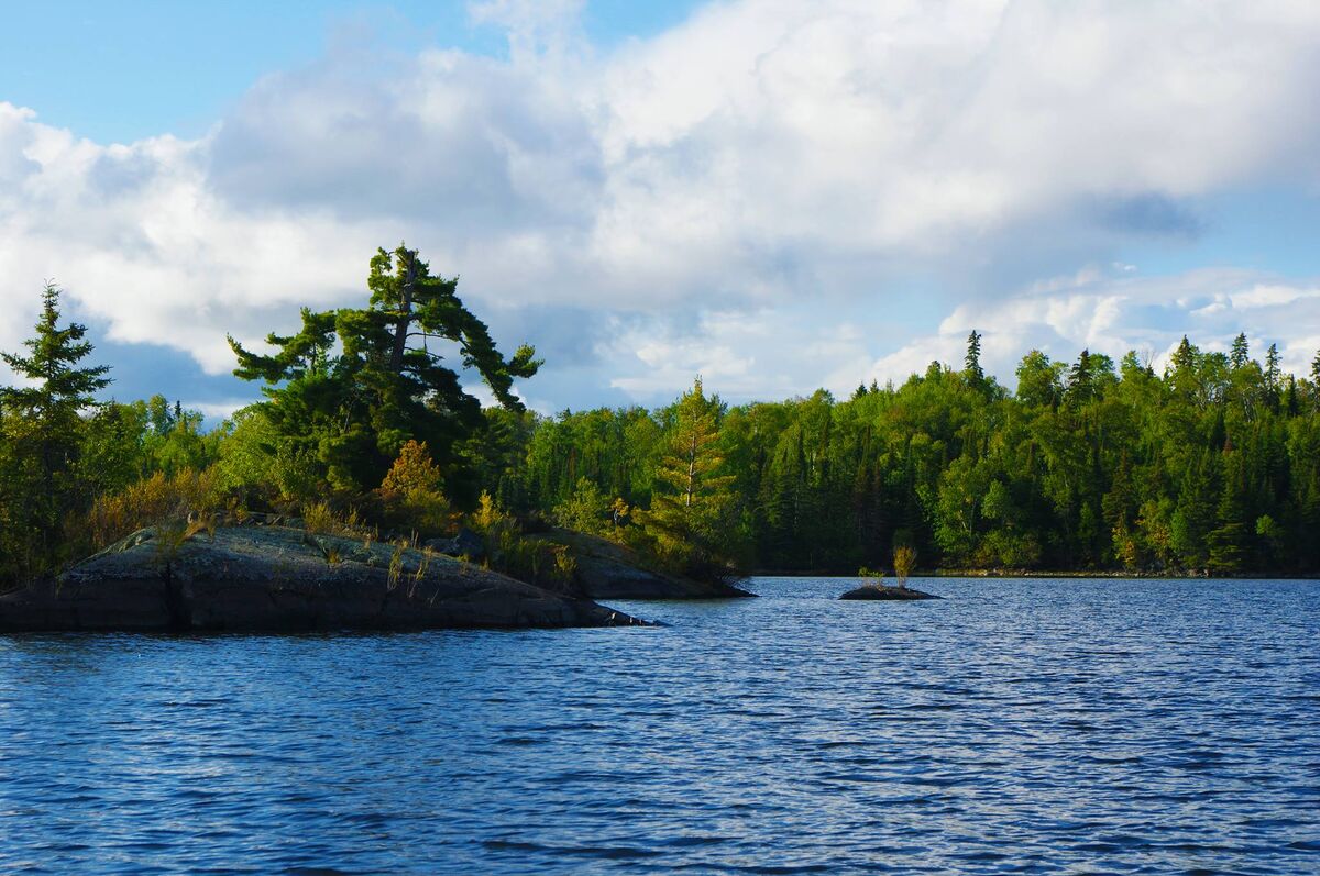 White pines are a common site on many lakes in Sunset Country