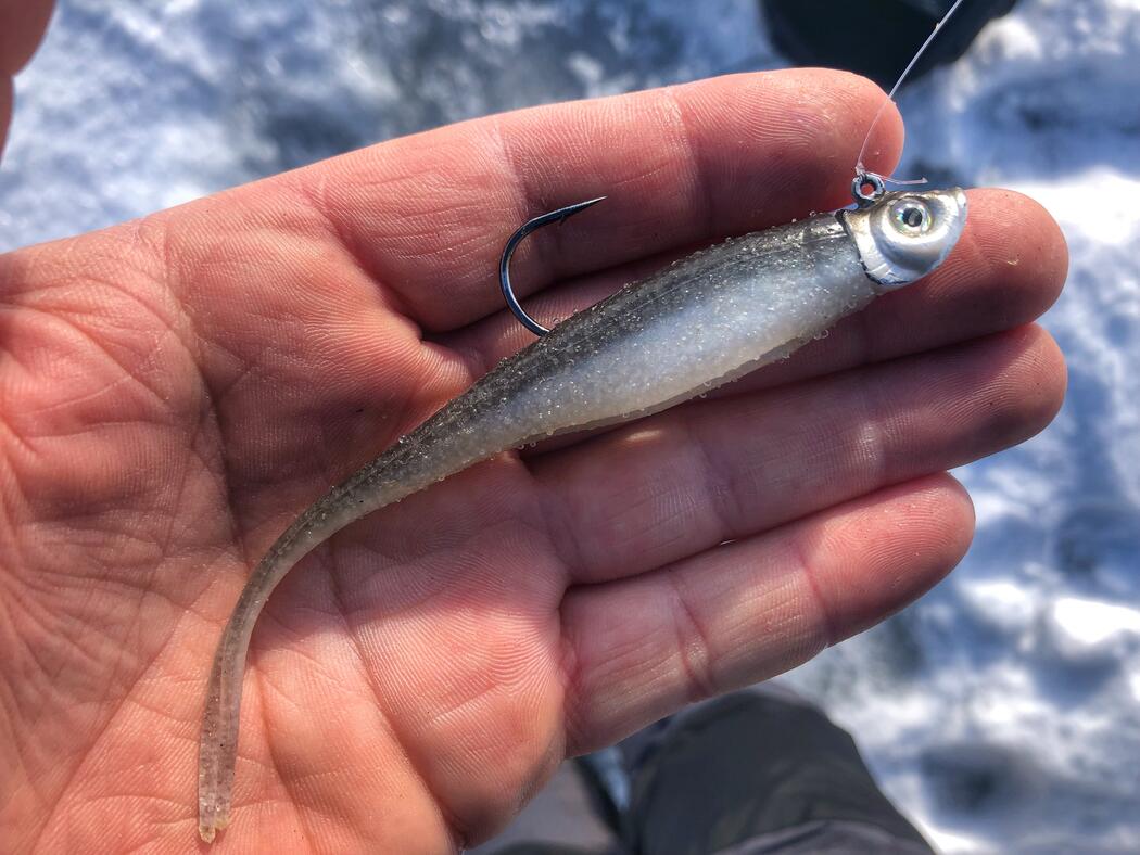 Jerkshad for lake trout fishing