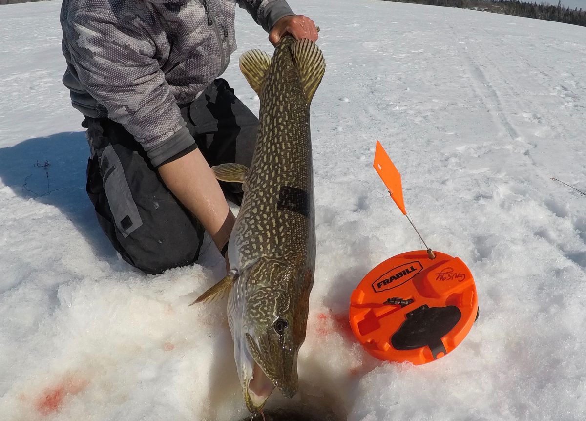 northern-pike-ice-fishing-tip-up-cisco