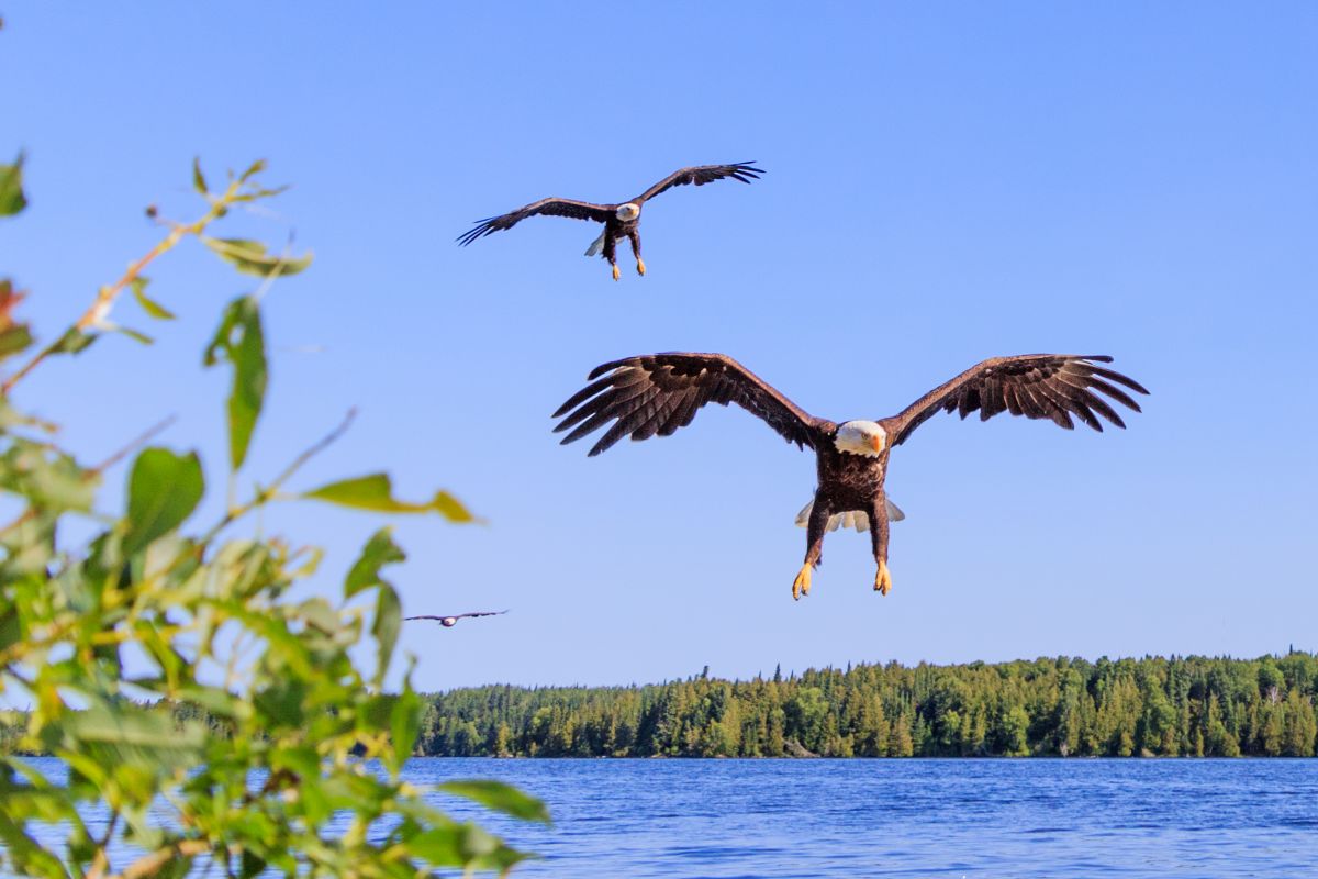 Three bald eagles coming in for landing!