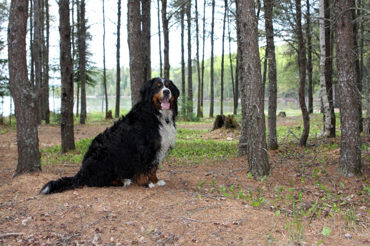 Rules for bringing a pet into Canada