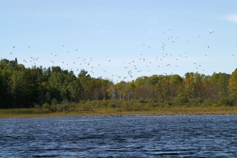 Duck hunting Ontario, Canada
