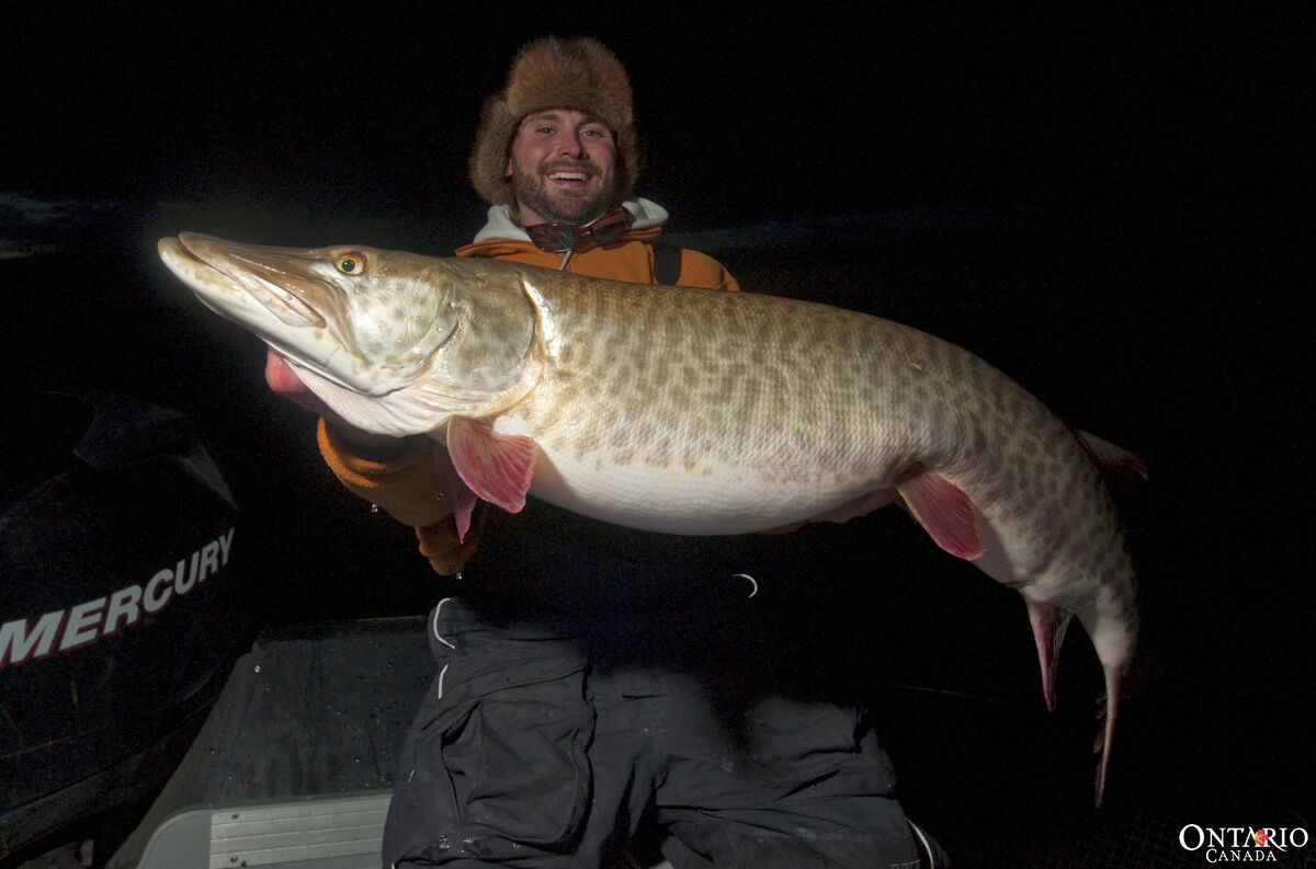 A giant Sunset Country muskie