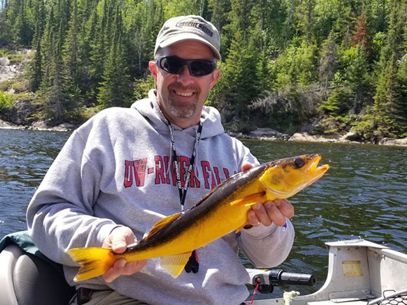 A golden walleye caught on Sydeny Lake.