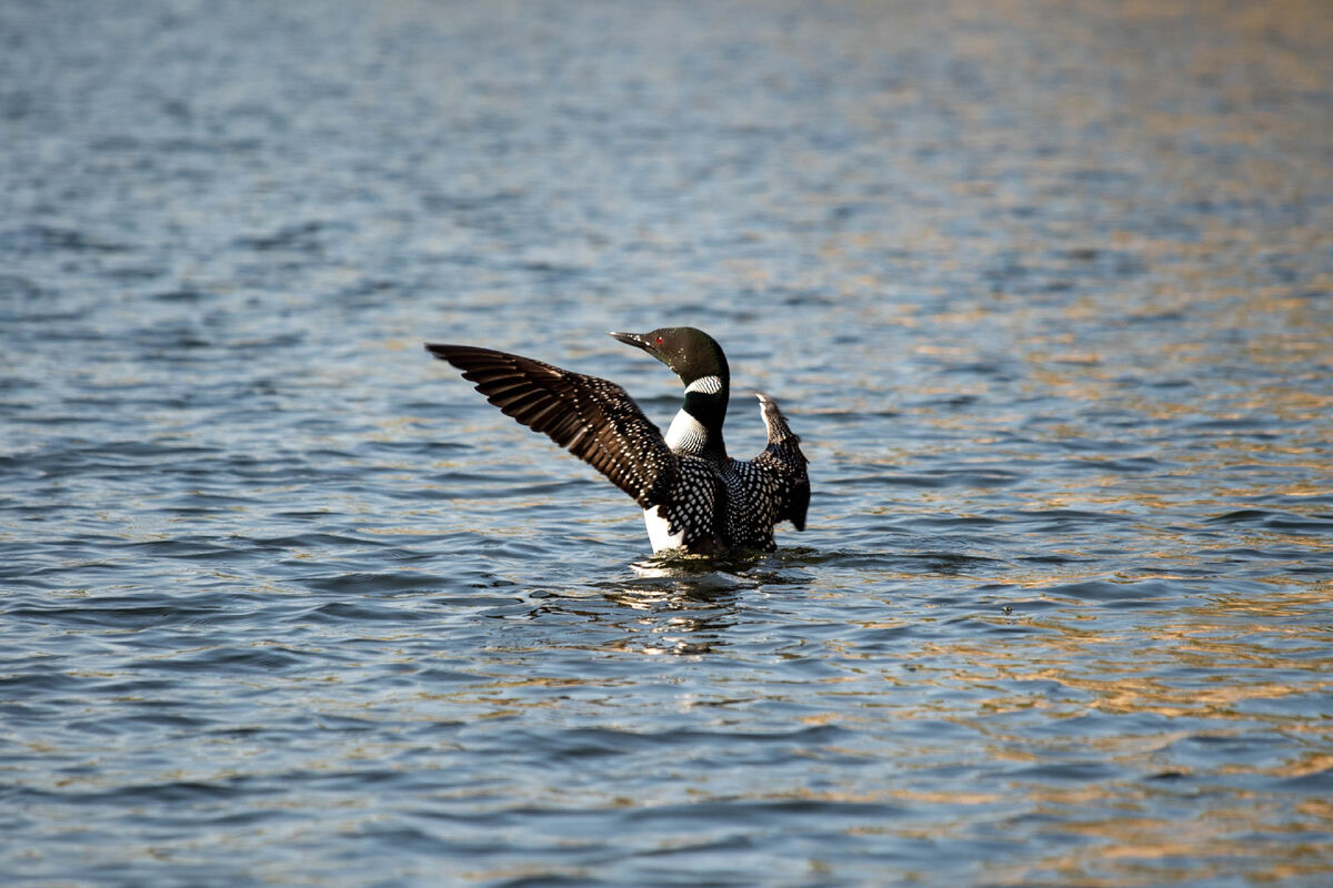 Common loon on a freshwater lake in Ontario's Sunset Country