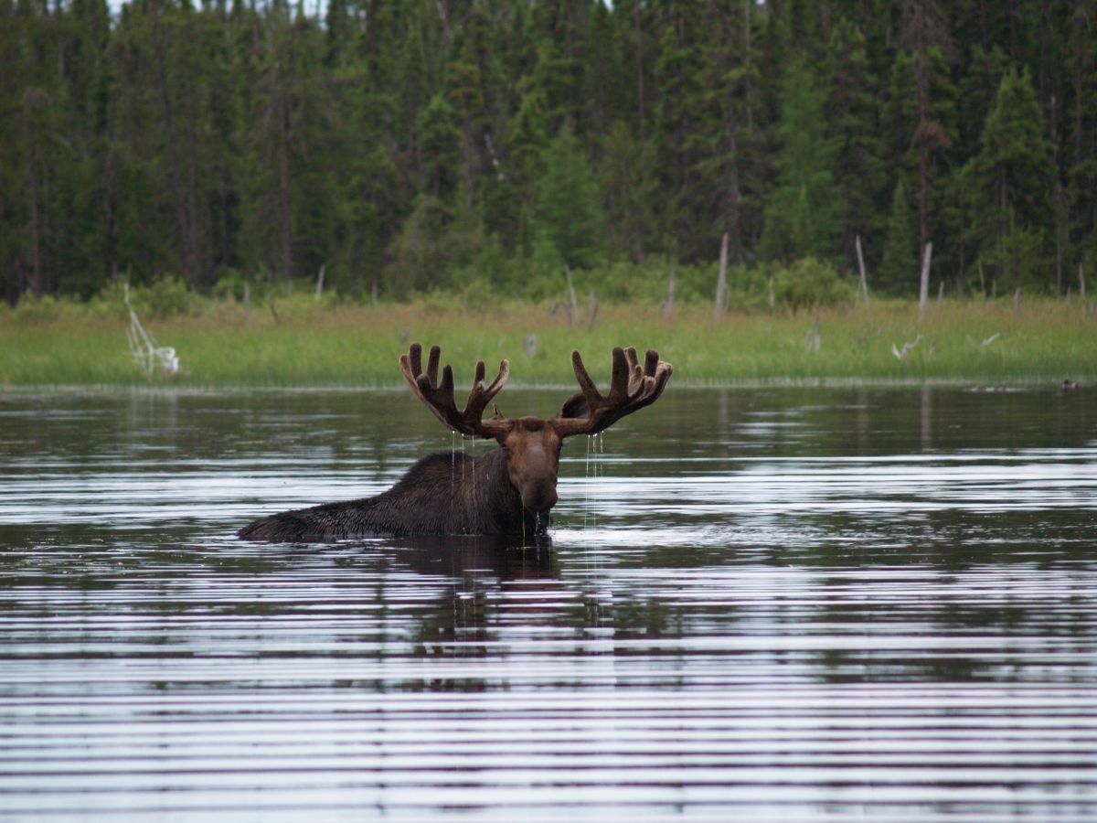 Moose hunts in Ontario, Canada