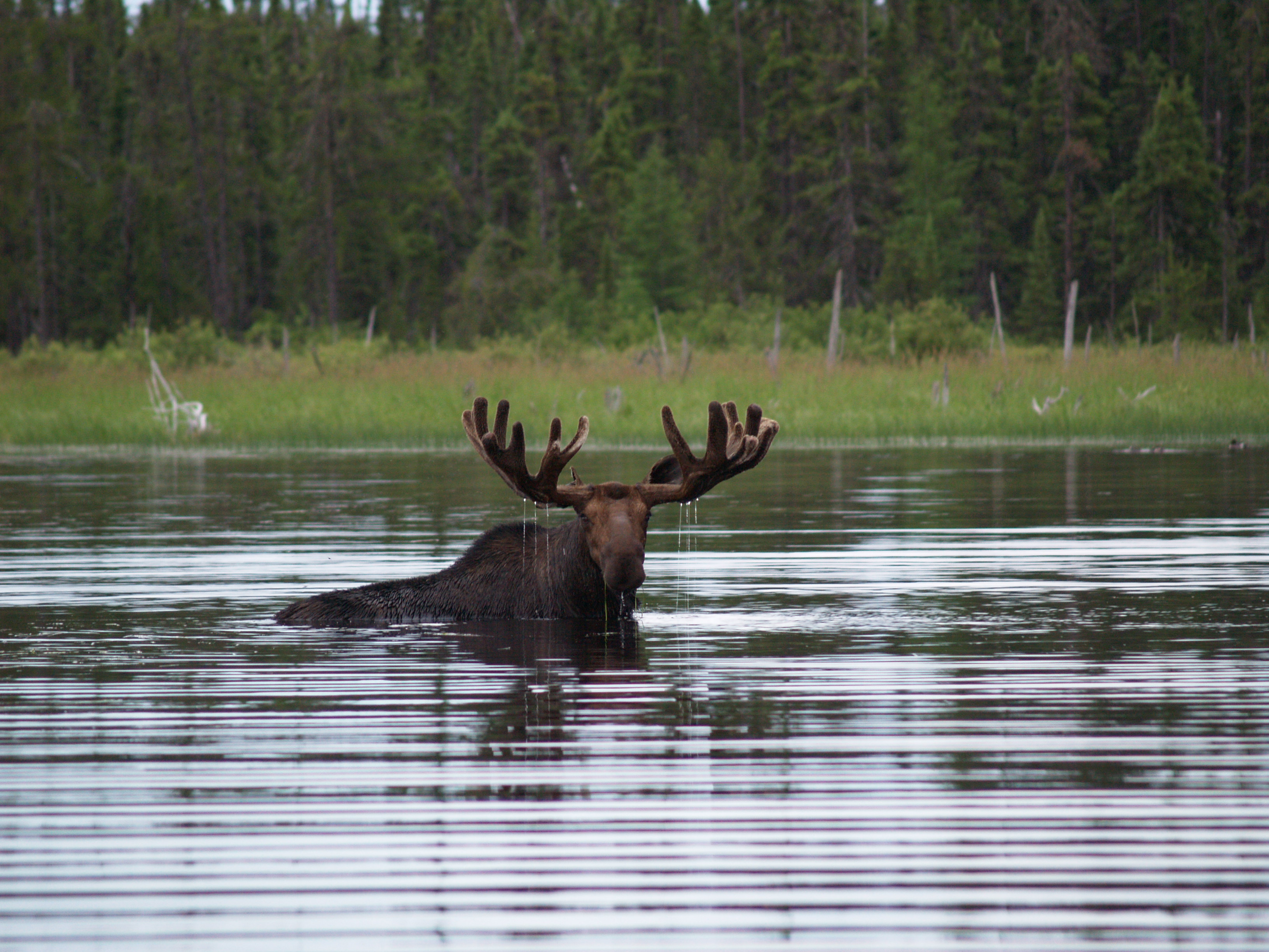 Moose feeding on aquatic plants