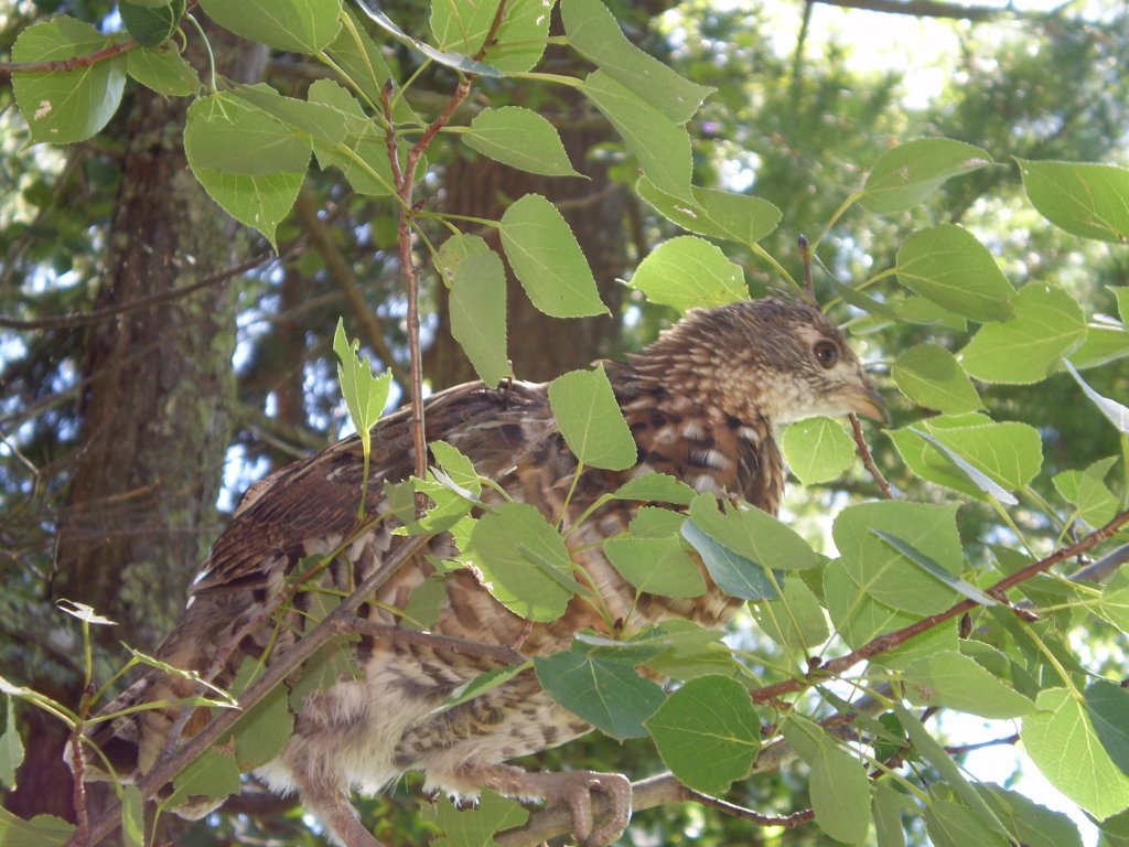 ruffed grouse in Ontario