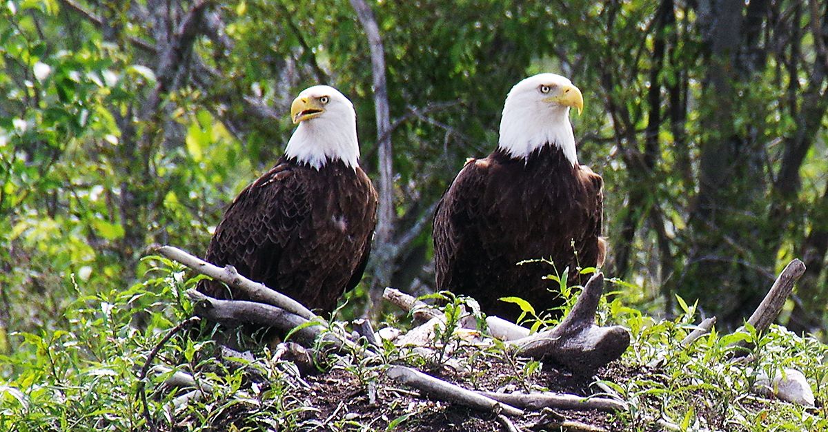 Bald eagle, facts and information