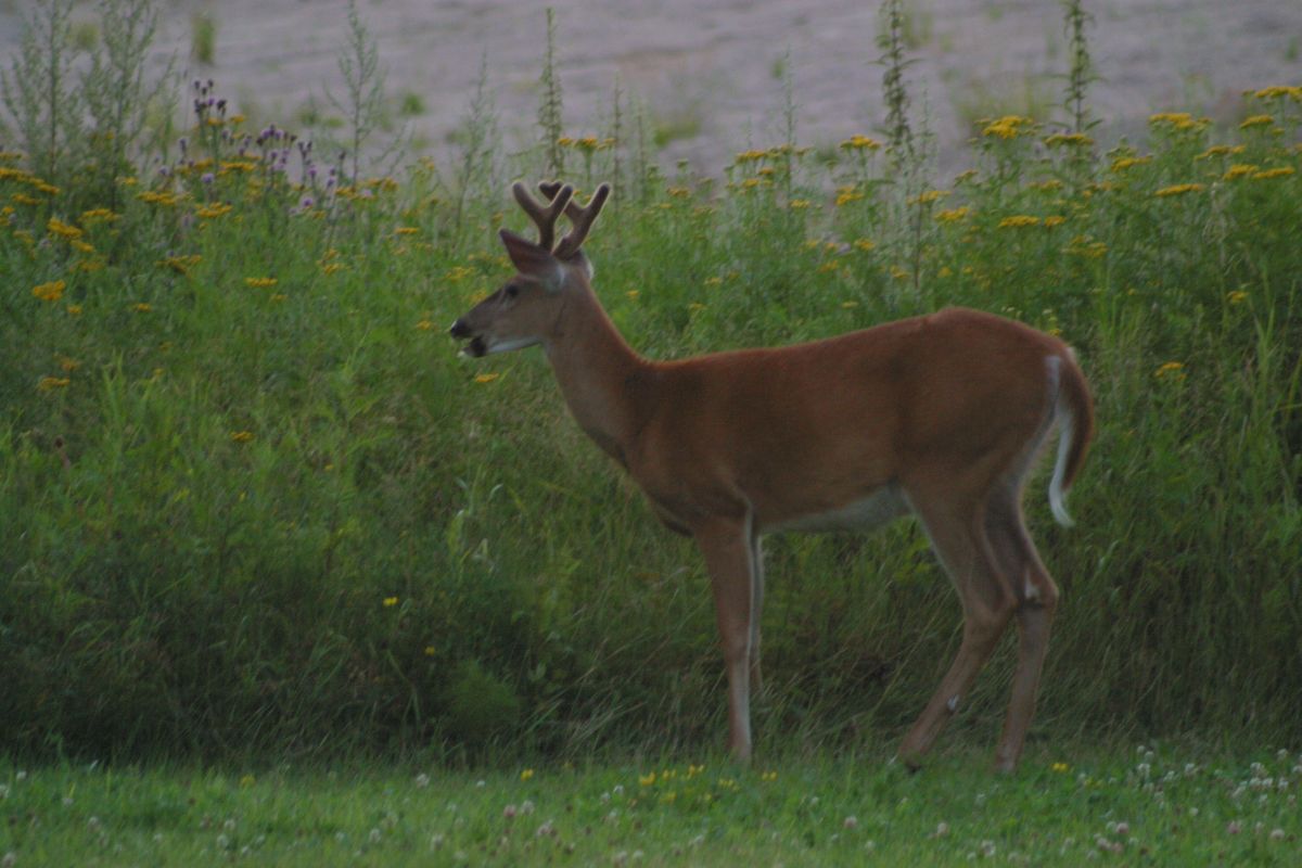 Wildlife and Photography in Sunset Country | Sunset Country, Ontario ...