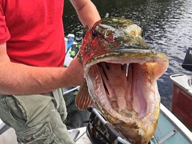 In Pursuit of Big Fish | Sunset Country, Ontario, Canada