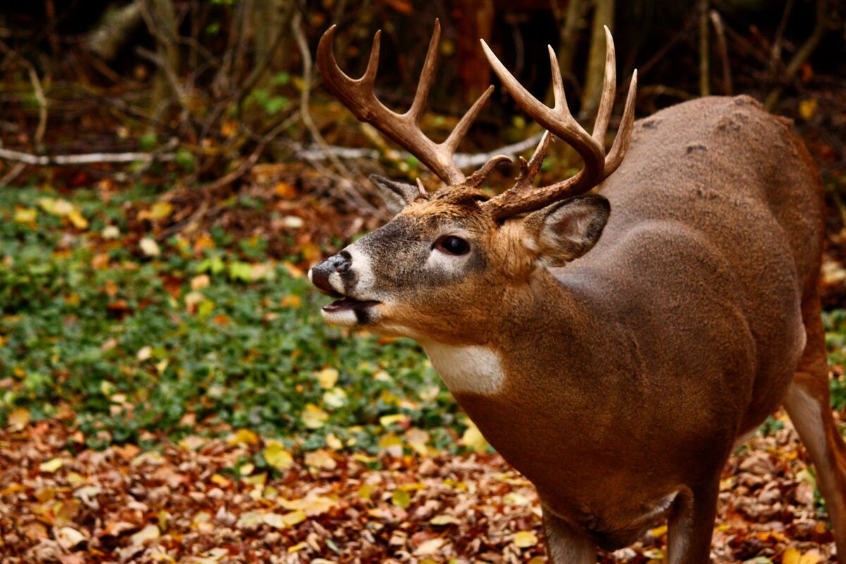 Wildlife in Ontario's Sunset Country (Part 1) | Sunset Country, Ontario ...