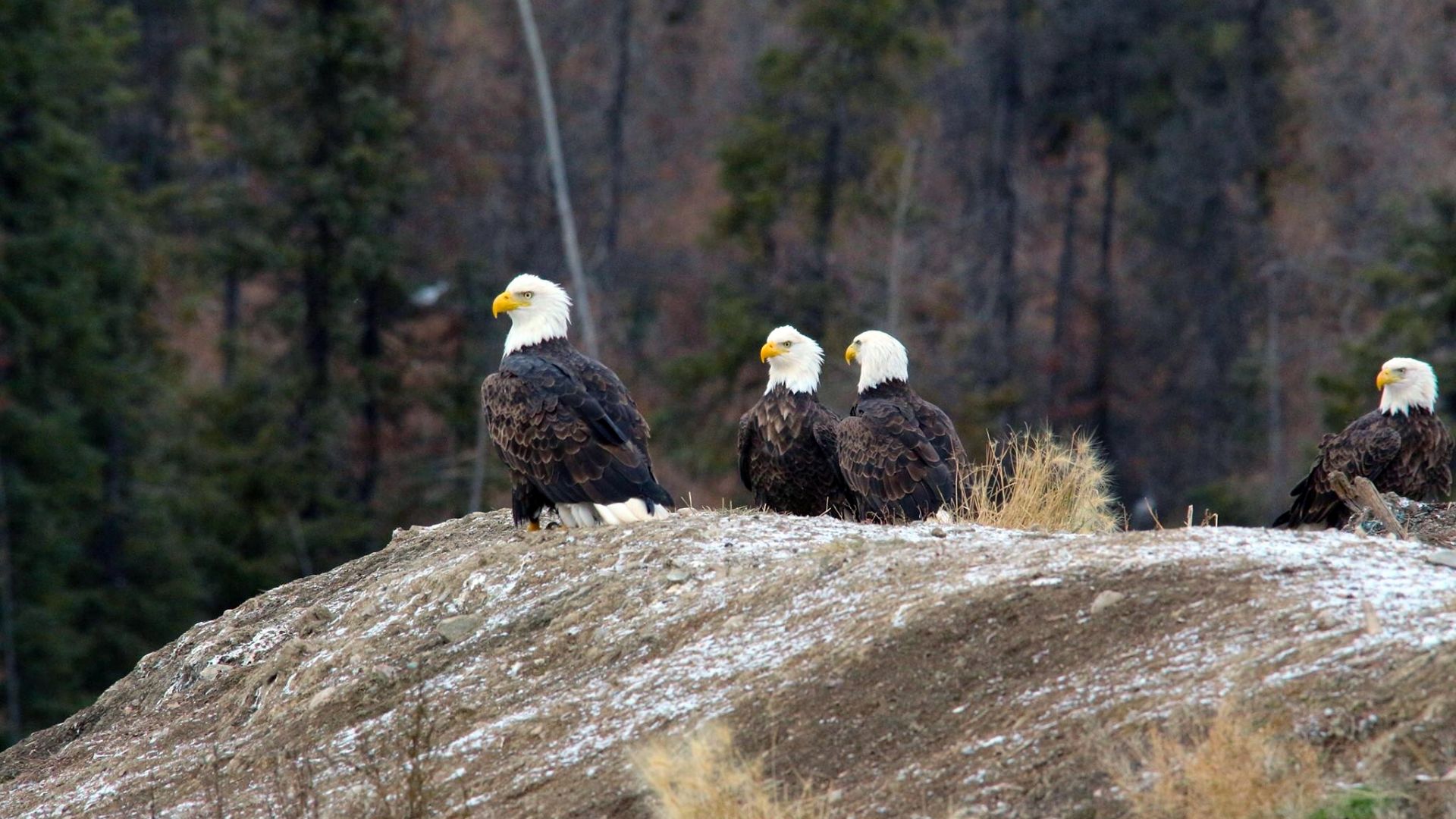 3 eagles