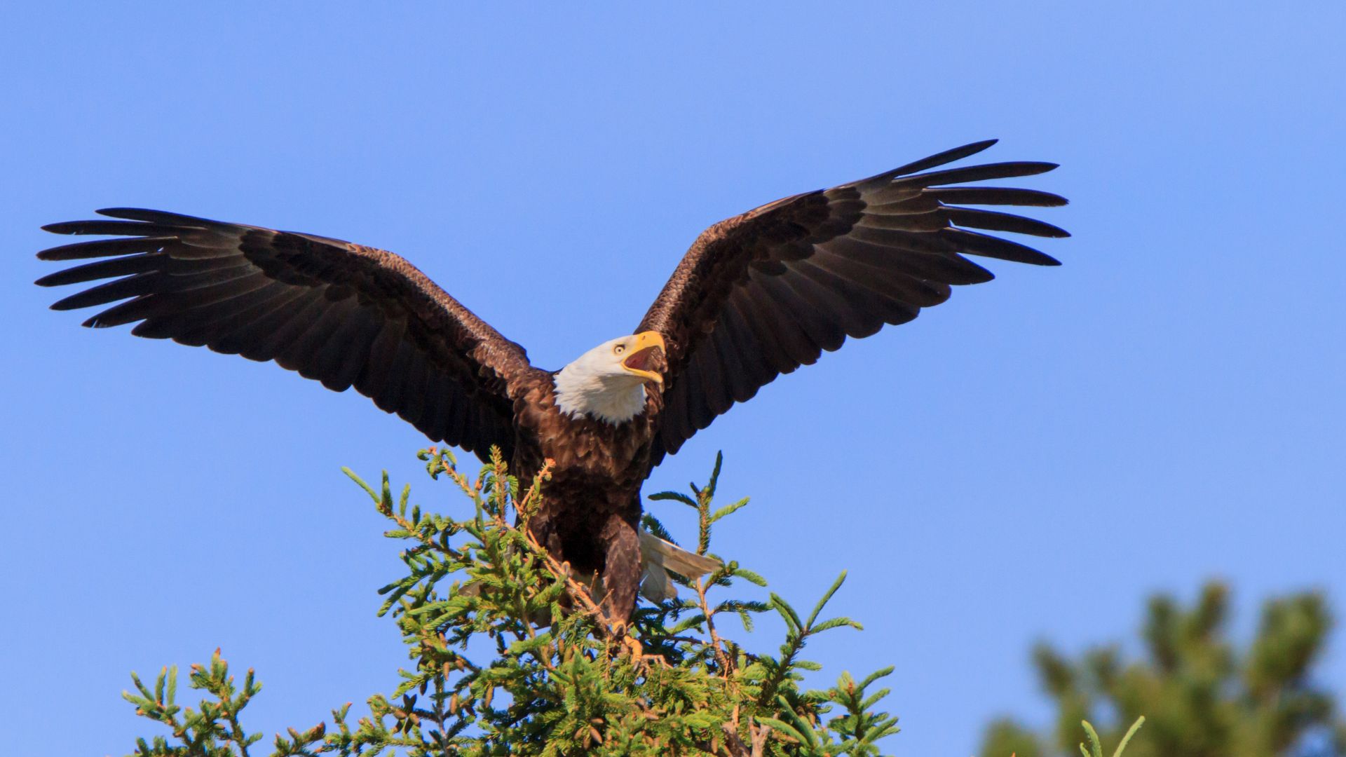 Bald Eagle Facts